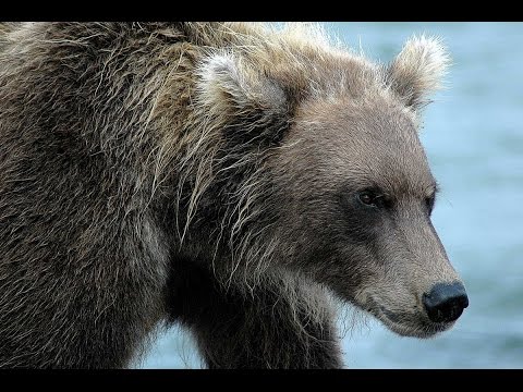 Видео: офигевший медведь