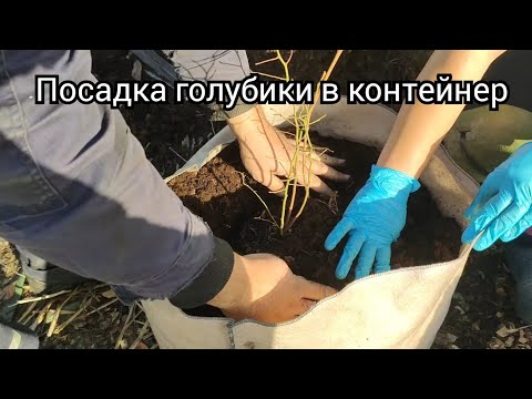 Видео: посадка голубики в контейнер