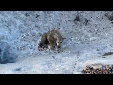 Видео: Со сломанными ногами она сидела на обочине оживленной дороги в ледяной и холодный день остановился..