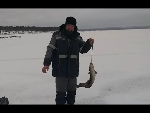 Видео: Налим на жерлицы и открытие зимней подледной рыбалки 2019-2020г.