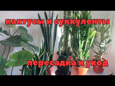 Видео: Kakteen und Sukkulenten, Verpflanzung, Pflege. Кактусы, суккуленты, пересадка, уход