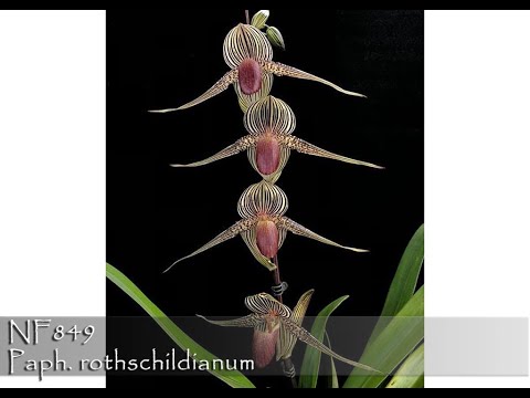 Видео: Норман Фэнг в прямом эфире! Эпизод 90: Уход и культивирование Paphiopedilum rothschildianum
