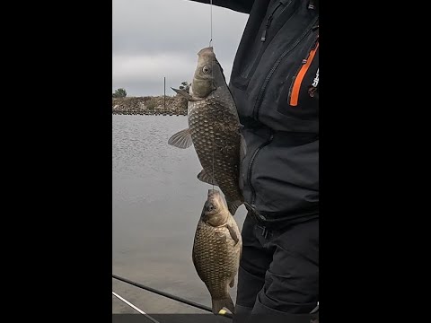Видео: Сумасшедший клев морского Карася. Херабуна осваивает морские просторы!!! ENGURE, LATVIA.