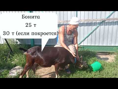 Видео: 🚨ПРОДАЮТСЯ👍ПЛЕМЕННЫЕ АЛЬПИЙСКИЕ 🐐КОЗЫ И КОЗЛЫ ИЗ НАШЕГО ХОЗЯЙСТВА.