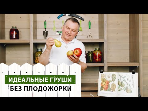Видео: ИДЕАЛЬНЫЕ груши без плодожорки