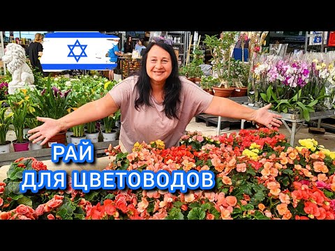 Видео: ЦВЕТОЧНЫЙ ШОПИНГ В ИЗРАИЛЕ. Едем в самый огромный цветочный магазин в Израиле