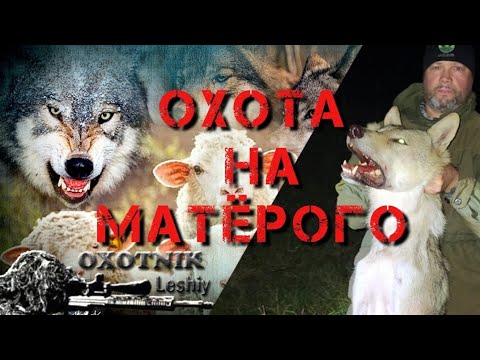 Видео: Матёрый волк задушил трёх овец, но был добыт! Охота на волка.