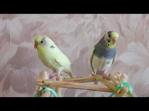 Видео: Тоша и Ксюша, весёлое пение для попугайчиков
