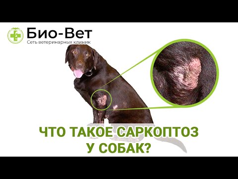 Видео: Что такое Саркоптоз у собак и чем он опасен для собак / Разбираемся с «Био-Вет»