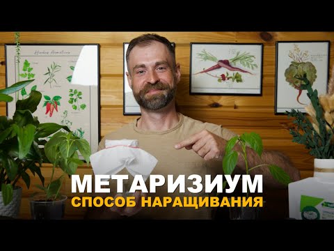 Видео: НАРАЩИВАЕМ МЕТАРИЗИУМ ПРАВИЛЬНО. Как в домашних условиях вырастить  метаризиум самостоятельно.
