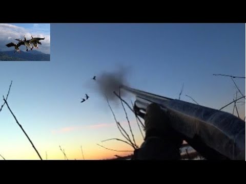 Видео: Охота на гуся (дробь №3, №1,№0) анализ ранений