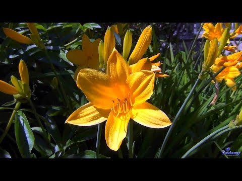 Видео: Ботанический сад. Июнь в цветах (2018)