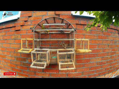 Видео: Мой способ ловить птиц, щегол и другие птицы.