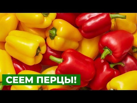 Видео: Можно ли сеять перцы семенами из магазинных плодов?