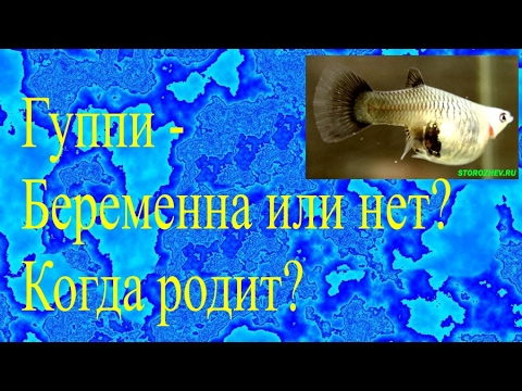 Видео: Гуппи - Беременна или нет? Когда родит?