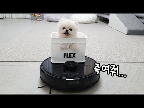 Видео: Собака умоляет покататься на роботе-пылесосе