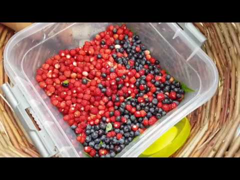 Видео: Байки из леса. Июлябрь 2017. "Горелое болото".