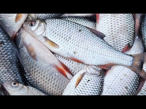 Видео: ЗАТОКА ДНІПРА 🐳 БIЛЕНЬКА КЛЮЕ🐟Рибалка з криги 2025🐳🐳🐳