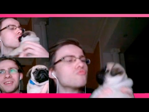 Видео: ТЕСТ-ДРАЙВ МОПСА!!!