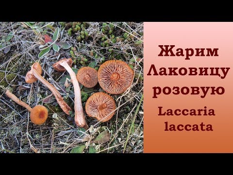 Видео: Жарим Лаковицу розовую. Дегустация.