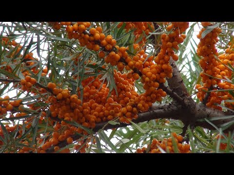 Видео: Супер ягода-облепиха.Медовая облепиха. Облепиха с медом и орехами.