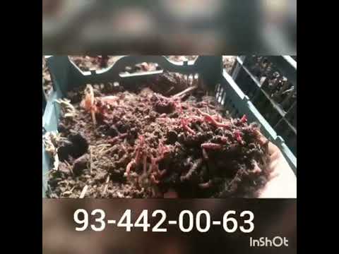 Видео: Мана дустон тарзи чудо кардани Биогумус бо карзинка