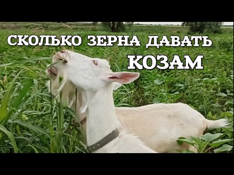 Видео: ❤️ Козы. Правильное кормление коз зерном. Сколько зерна давать козам. 2 августа 2020 г.