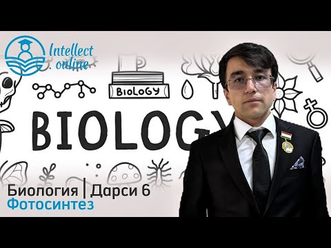 Видео: Биология | Фотосинтез | Дарси 6