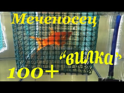 Видео: Меченосцы размножение Вильчатый меченосец Мальки меченосца