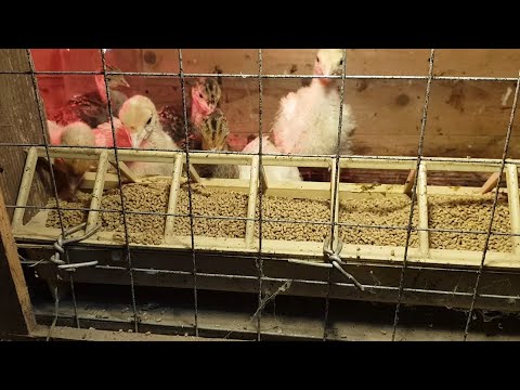 Видео: Содержание индюшат БИГ-6 и Бронза708 в брудере.
