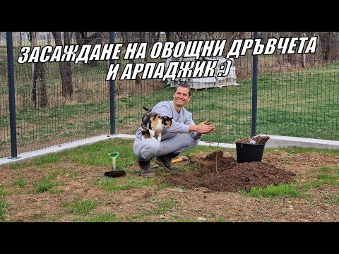 Видео: ЖИВОТ В ГРАДИНАТА 2 част - Засаждане на ОВОЩНИ ДРЪВЧЕТА и АРПАДЖИК