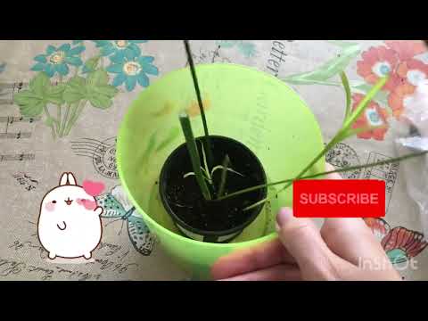 Видео: Циперус 🌱, болотная🌴, папирус... Размножение, посадка в грунт