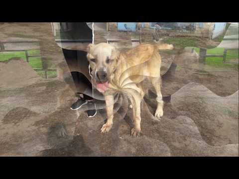 Видео: Предана хозяином Бэлла🐾 БФ Лохматая Душа