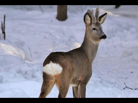 Видео: Охота на сибирскую косулю в Курганской области