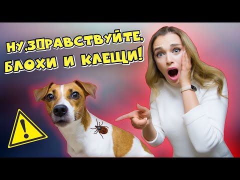 Видео: Средства защиты от блох и клещей  | ЧЕМ ОБРАБОТАТЬ СОБАКУ И КАК ПРАВИЛЬНО ВЫБРАТЬ ПРЕПАРАТ?