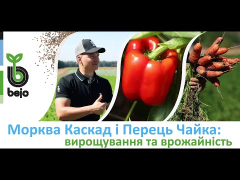 Видео: Вирощування моркви Каскад та перцю Чайка Бейо