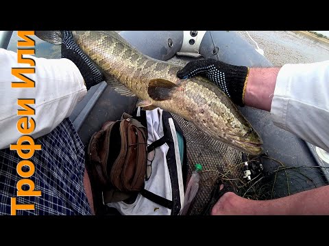 Видео: ✅️ РЫБАЛКА НА КАПЧАГАЕ//ЗМЕЕГОЛОВ РАДУЕТ ПОКЛЁВКАМИ  РАЗМЕРАМИ АТАКАМИ 