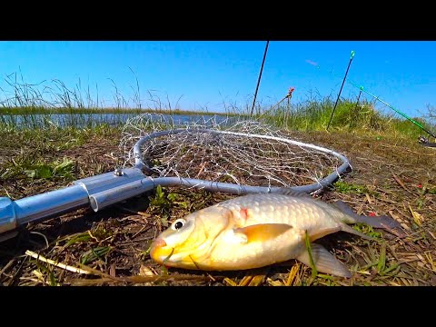 Видео: Карась клюёт на ВСЁ!!! Рыбалка на донки в Донской речке Сын таскает карасей Рыбалка на новом месте