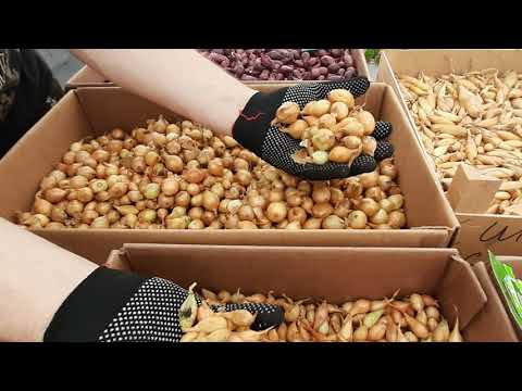 Видео: ВСЕ О ЛУКЕ-СЕВКЕ И ДАЖЕ БОЛЬШЕ!!!@ЧетыресезонаРомановых