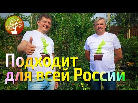 Видео: Преимущества контейнерного садоводства