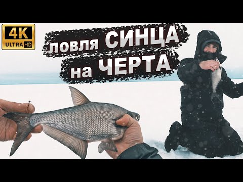 Видео: Нашёл ОГРОМНУЮ СТАЮ рыбы! Ловля синца на Рыбинском водохранилище