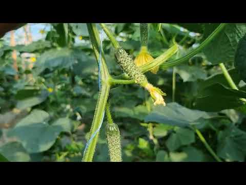 Видео: Шикарный корнишон для всех!!!