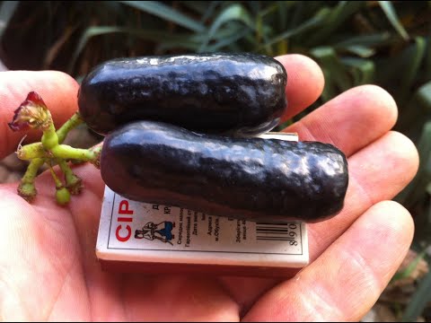 Видео: Виноград "Доживший" до ноября (2025)