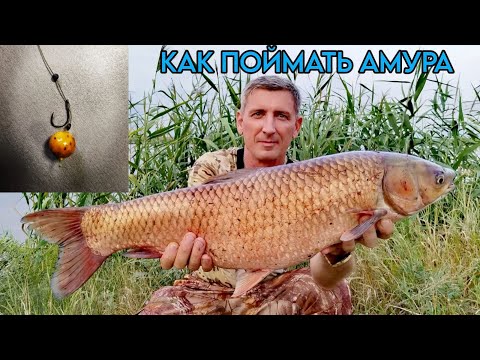 Видео: БЕЛЫЙ АМУР клюет на ЭТО!!! #белыйамур #рыбалка #сазан #карпфишинг #карп