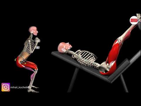 Видео: Жим ногами