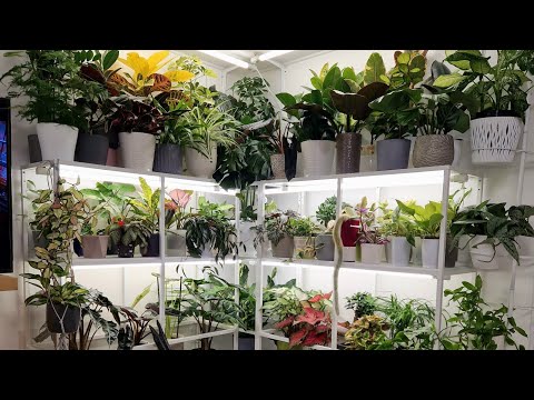 Видео: Большой обзор комнатных растений #обзор #garden #plants #растения  #цветы #gardenplants