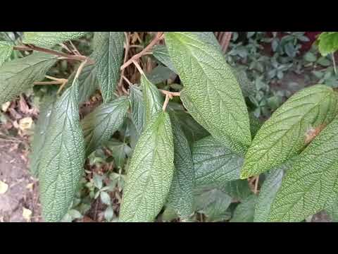 Видео: Южный сад,конец лета!Бересклеты,Магнолия,АУКУБА,Калоцедрус,Нандина!27 августа 2025 г.🌺🌸🌼🌳🌿Бамбук!🌿🌲🌳