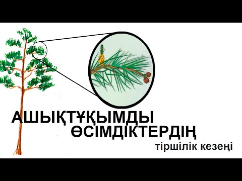Видео: Ашықтұқымды өсімдіктердің тіршілік кезеңі (жизненный цикл голосеменных)