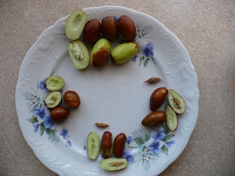 Видео: Зизифус , унаби, китайский финик дегустация 4 сортов. tasting zizifus unabi