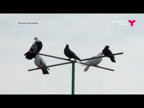 Видео: Самая красивая деревня Тюменской области | Червишево